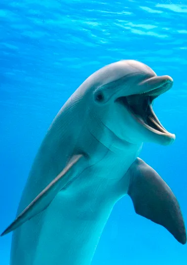 PIC BY A L STANZANI / ARDEA / CATERS NEWS - (PICTURED: A Bottlenose dolphin laughing) - These comical creatures are clearly up FUR a laugh in these sidesplitting images which show a variety of ecstatic animals enjoying a good old chuckle. The hilarious snaps, taken by a whole host of photographers from around the globe, prove life in the jungle is most definitely jolly, as creatures from an orangutan to a elephant seal are pictured mid-laugh. A cheery chimpanzee can be seen sporting a toothy grin as he enjoys life at Chimfunshi Wildlife Orphanage in Zambia. And a pot-bellied pig is clearly tickled pink at his home in Lower Saxony, Germany. In another image an Icelandic horse appears to crack up when he spots a photographers camera, while a chuckling cheetah creases up in Kenya. SEE CATERS COPY