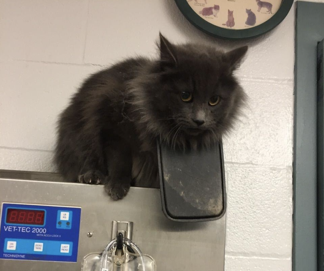 Niagara County SPCA Adopts Trap-Neuter-Return Policy to Protect Feral Cats