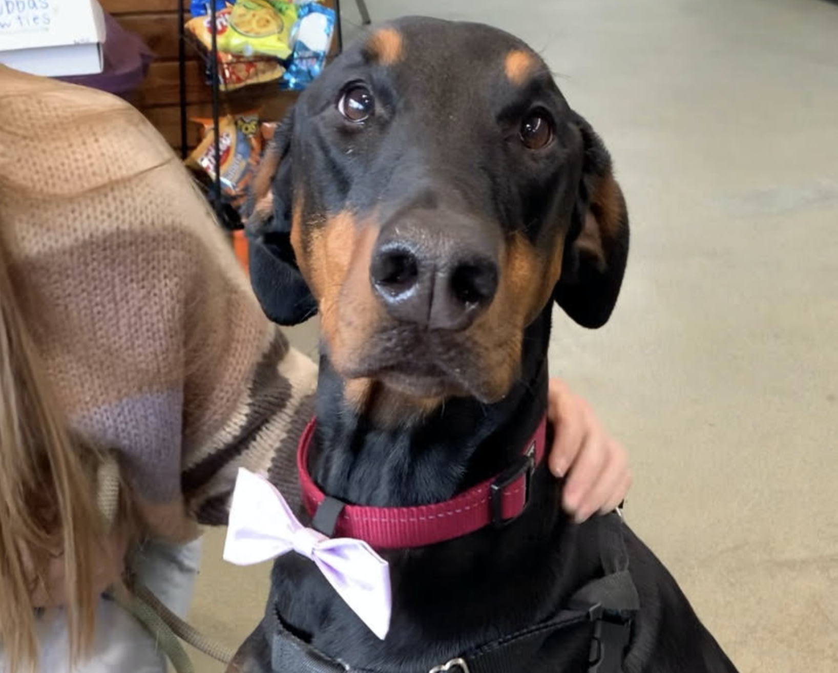 High School Senior Starts Bow Tie Business to Help Shelter Dogs Get Adopted