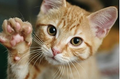 A declawed cat.