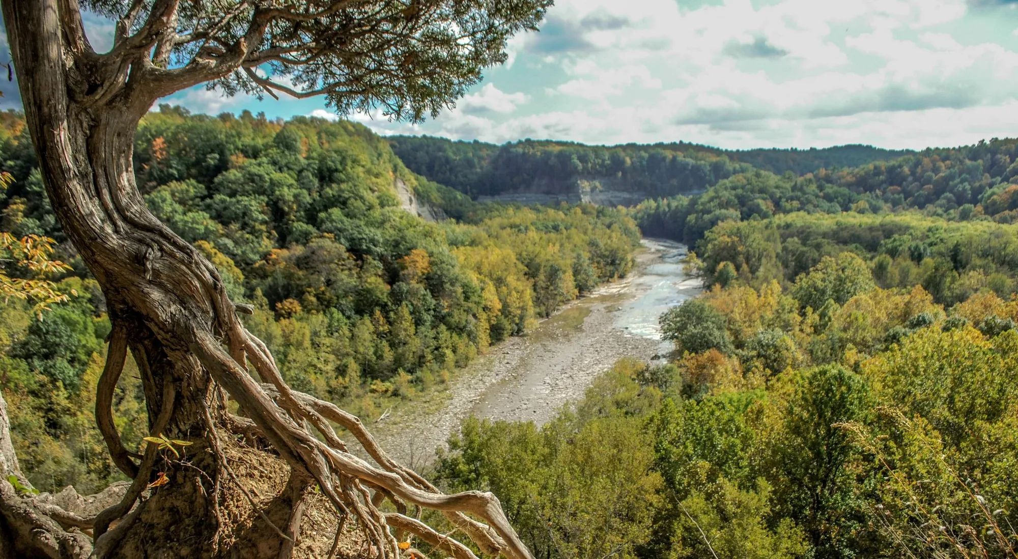 Hochul’s DEC set to Clear-Cut Zoar Old-Growth Forest