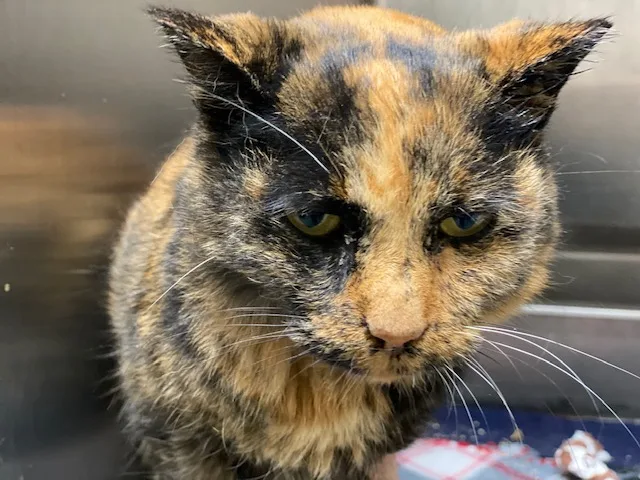 Niagara County SPCA Searching for ‘Forever Foster Home’ for Cat