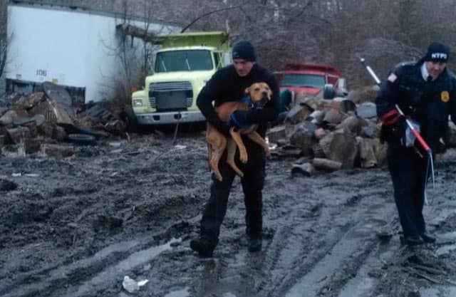 Over $2,700 Raised for Diamonds in the Ruff Animal Rescue in North Tonawanda