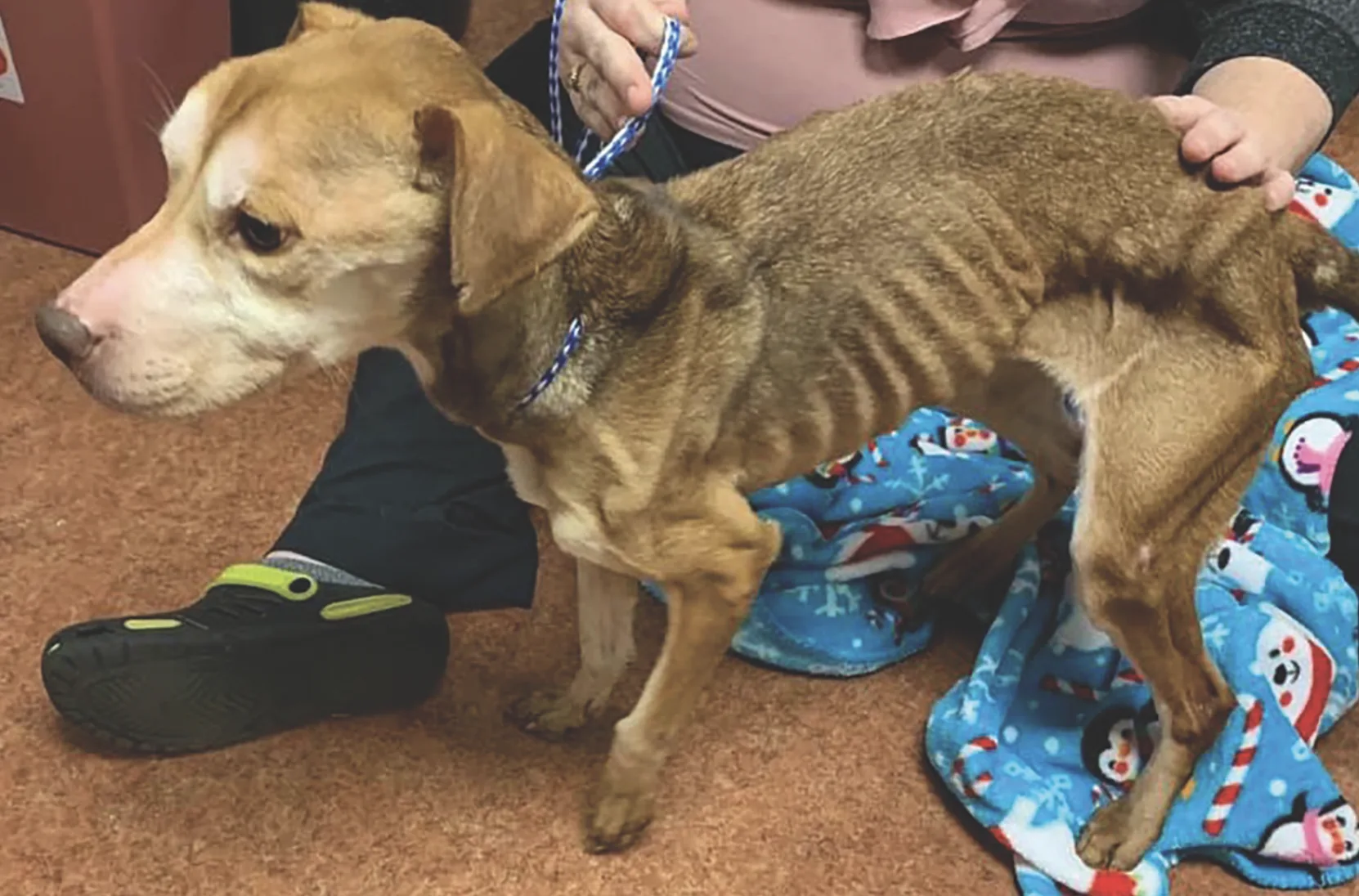 Animal Abuse in North Tonawanda