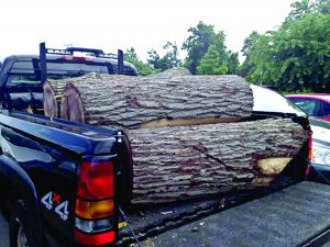State Parks has never come clean about who got the free firewood harvested from Niagara Falls State Park (photo taken on Goat Island).