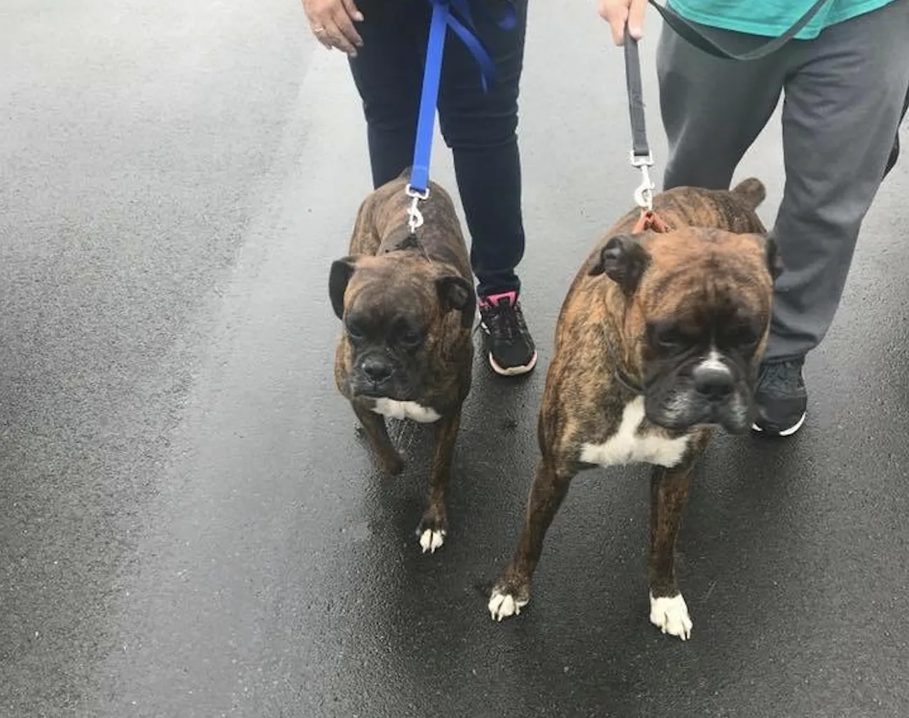 THE ACTION: Niagara County SPCA Looking for Owners of Two Boxers Found at Lazy Lakes Campground