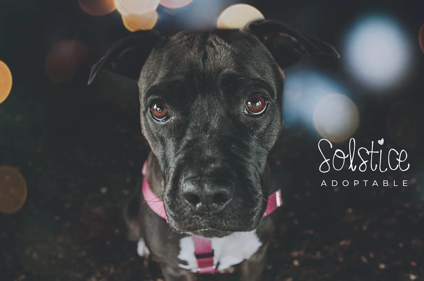Single and Lovin’ It: Niagara SPCA to Waive Adoption Fees for Dogs who Prefer to be the Only Pet