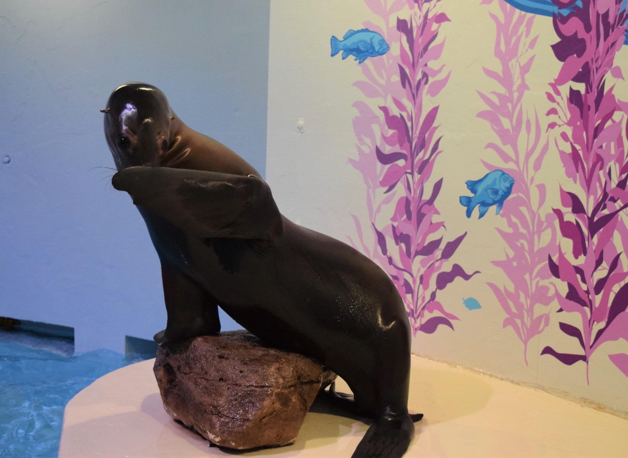 Aquarium of Niagara to Celebrate Girl Who Dedicated 6th Birthday to Fundraising for Animals