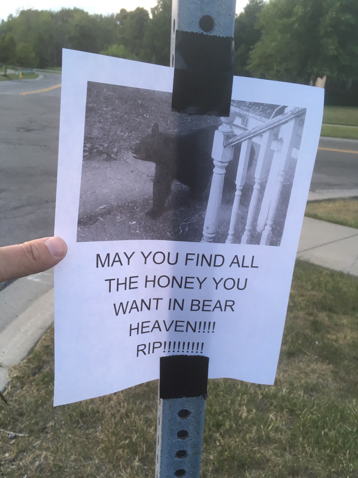 A Memorial Has Been Created for the Beloved Niagara County Bear