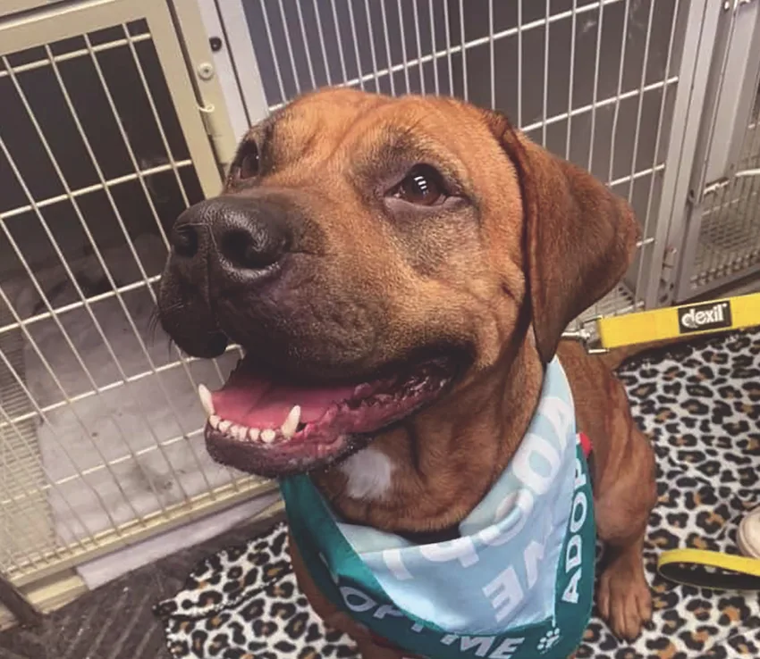 Niagara SPCA Raising Funds for Surgery for Lucy the Shelter Dog