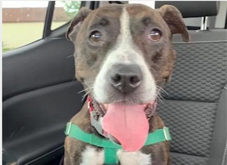 Deaf Dog Searching for FurEver Home at Niagara County SPCA