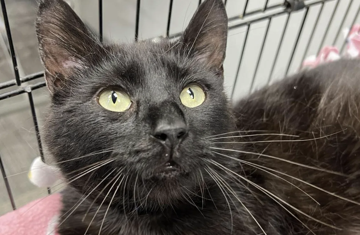 Feline Leukemia Cats in Need of Loving Homes