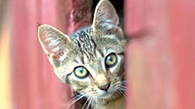 Grandinetti’s Cat Plan Could Apply to Her