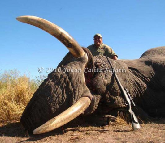 The delight on Jimmy John's face after killing this tusker is comparable to the delight you will experience eating his gourmet sandwiches. We recommend the vegetarian, described as "layers of provolone cheese separated by real avocado spread, sliced cucumber, lettuce, tomato and mayo. Truly a gourmet sub not for vegetarians only... peace dude." Following protests, the Johan Calitz Safaris pulled down these copyrighted images from their online marketing. (left and below)