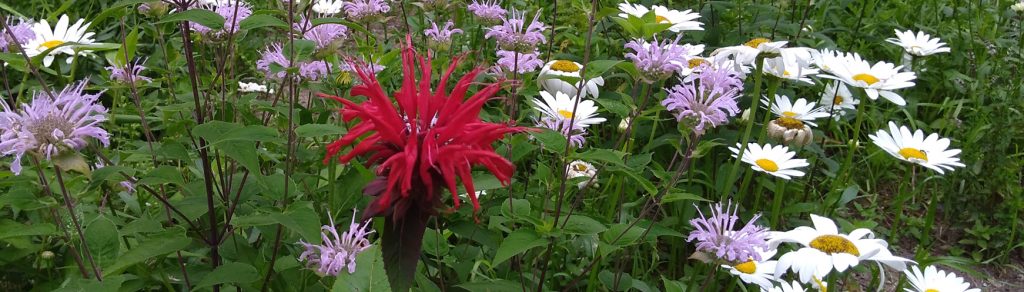 DEC, Reinstein native plant sales now on – Order soon to support your local pollinators