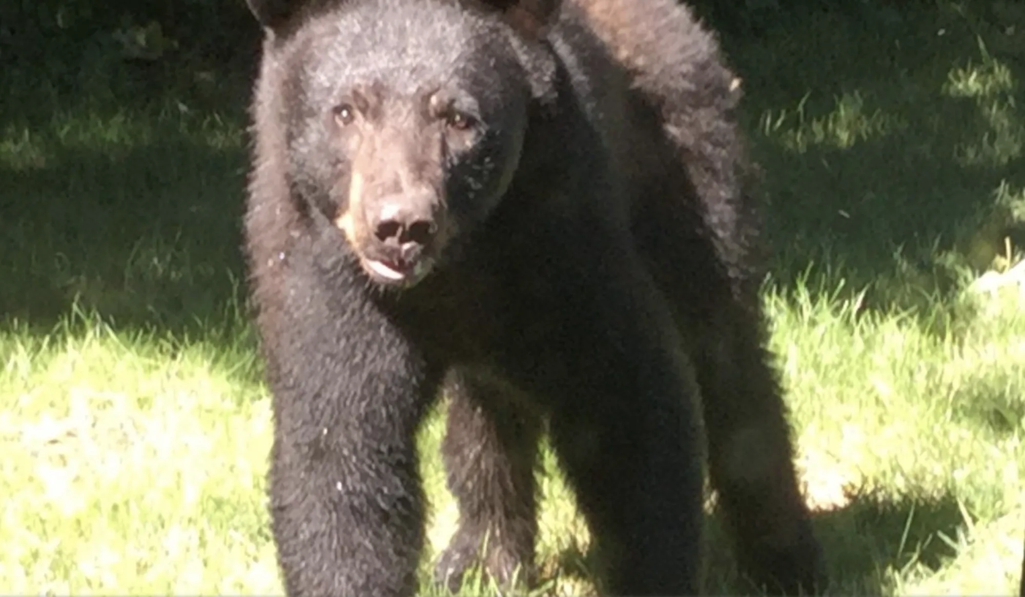 BREAKING: Niagara County Bear’s Adventure Might Be Coming to an End
