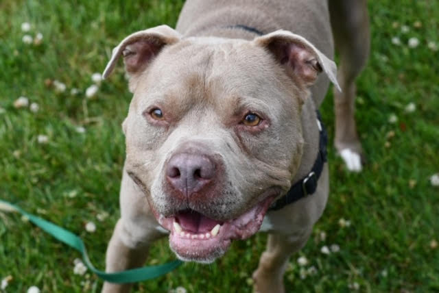 Shelter Dog Named Joey Hasn’t Found a Forever Home in 500 Days