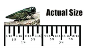 actual-size