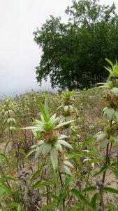 Spotted Bee-balm (top) and Culver's Root (bottom), just two examples of rare and threatened species on the site of a proposed apartment complex on the Buffalo Outer Harbor shoreline next to the Greenway Nature Trail. State environmental laws were ignored so that the project can be rushed to completion.
