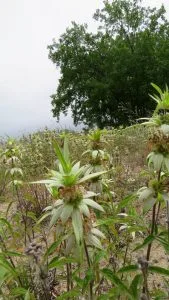Spotted Bee-balm (top) and Culver's Root (bottom), just two examples of rare and threatened species on the site of a proposed apartment complex on the Buffalo Outer Harbor shoreline next to the Greenway Nature Trail. State environmental laws were ignored so that the project can be rushed to completion.