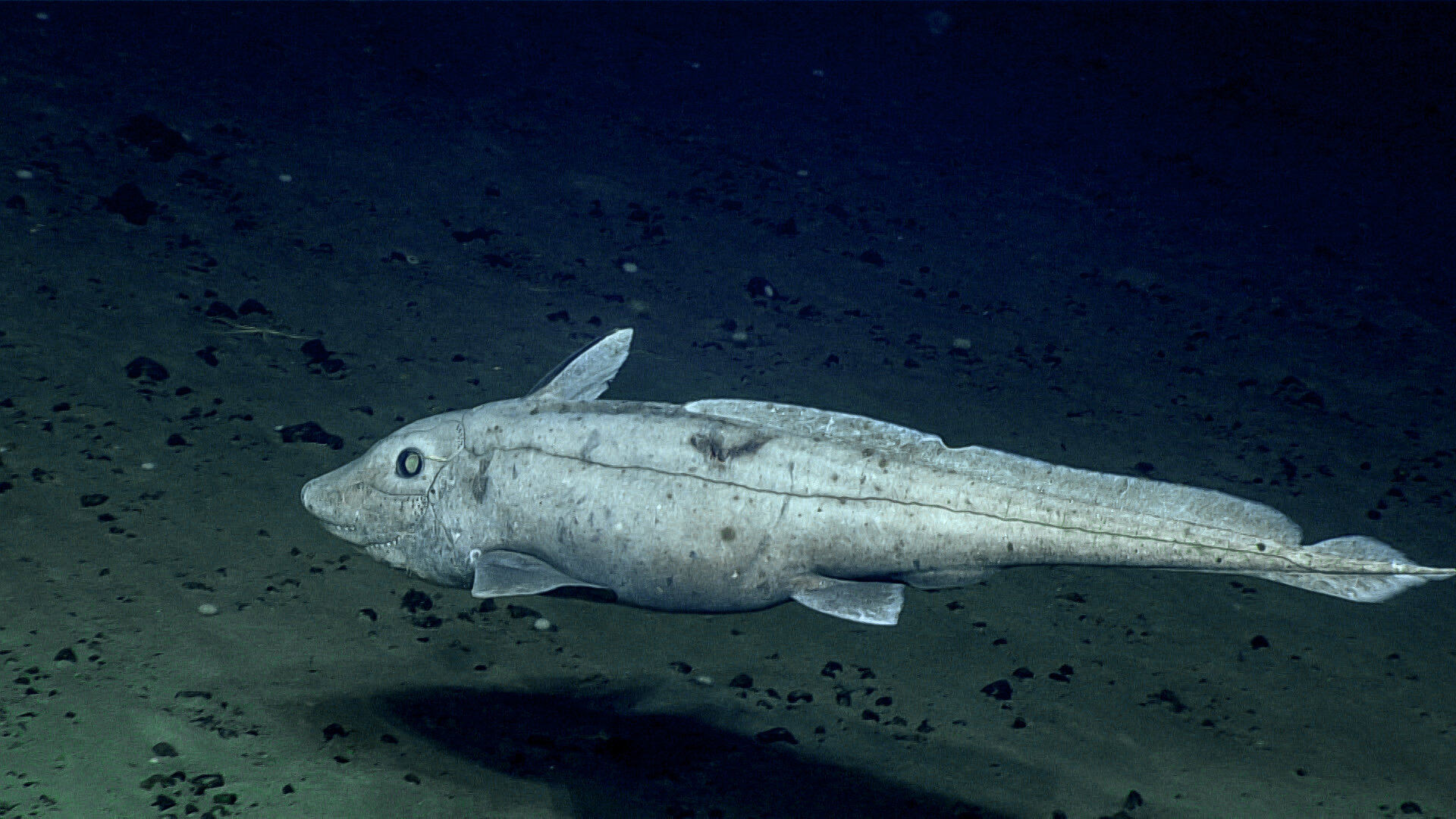 Biden-Harris administration publishes final management plan for Northeast Canyons and Seamounts Marine National Monument