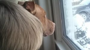 dog-winogradj