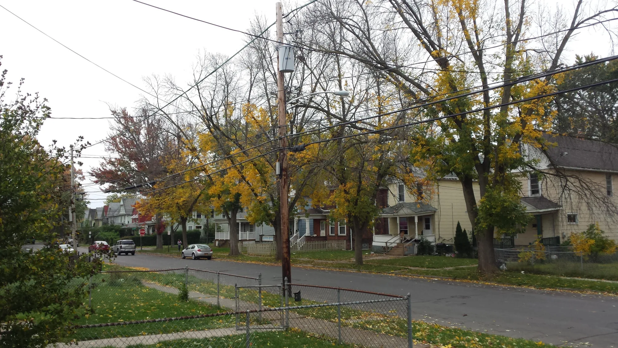 The End of our beautiful Ash Trees?