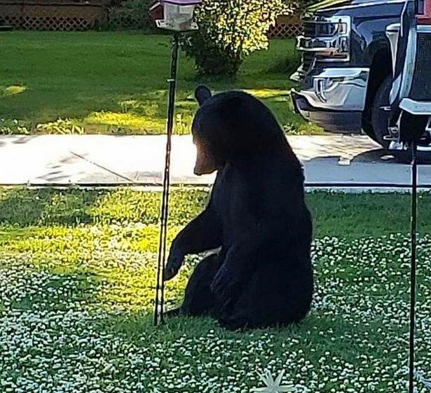 THE ACTION: Adorable Photos of Black Bear Playing in Youngstown