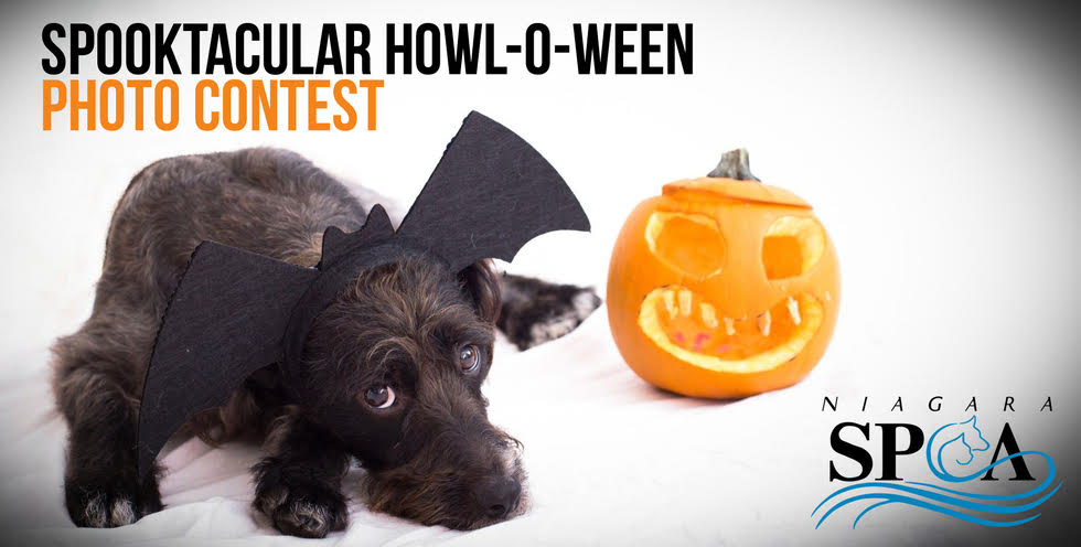 Spooktacular ‘Howl-O-Ween’ Photo Contest to Benefit Niagara County SPCA