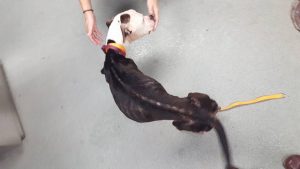 Niagara County SPCA photo of Precious, a pit bull mix, who was allegedly starved nearly to death by Niagara Falls resident Timothy Neff over a period of months.