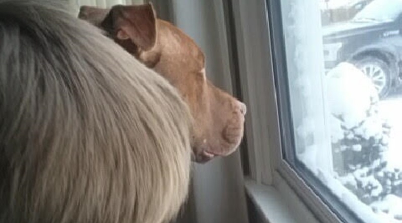 National Attention to Buffalo Police Shooting Dogs