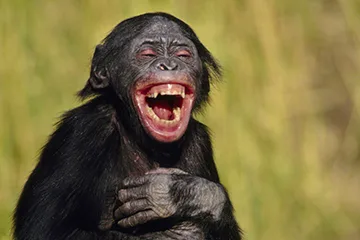 Bonobo juvenile laughing, Pan paniscus, Native to Congo, DRC, Democratic Republic of the Congo
