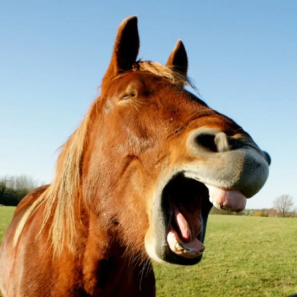 the-world_s-top-10-best-images-of-laughing-horses-9