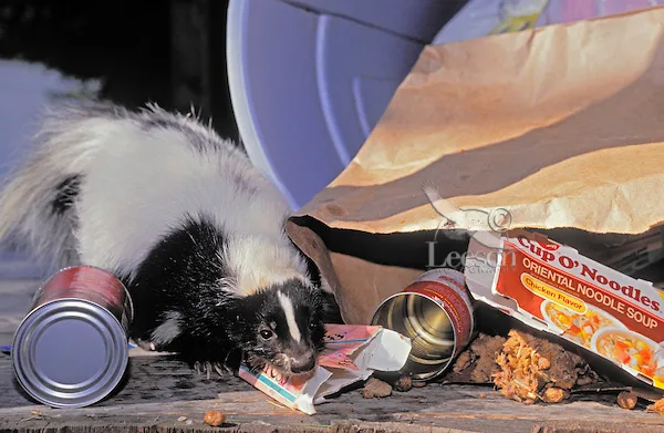 Surfeit of Smelly Skunks overrun Niagara Falls, City Hall helpless