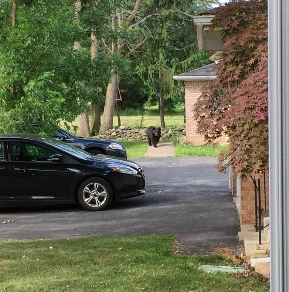 BREAKING NEWS: Bear Returns to North Tonawanda for ‘Saturday Night Crawl’