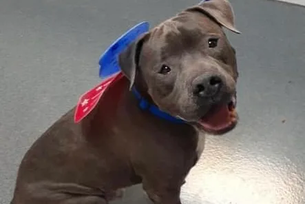 Dog Abandoned by Family at Pet Resort in Tonawanda Looking for Furever Home