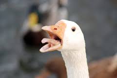 gus