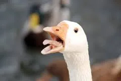 gus