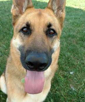 LONELY GERMAN SHEPHERD, MASTER DIED, AVAILABLE FOR ADOPTION