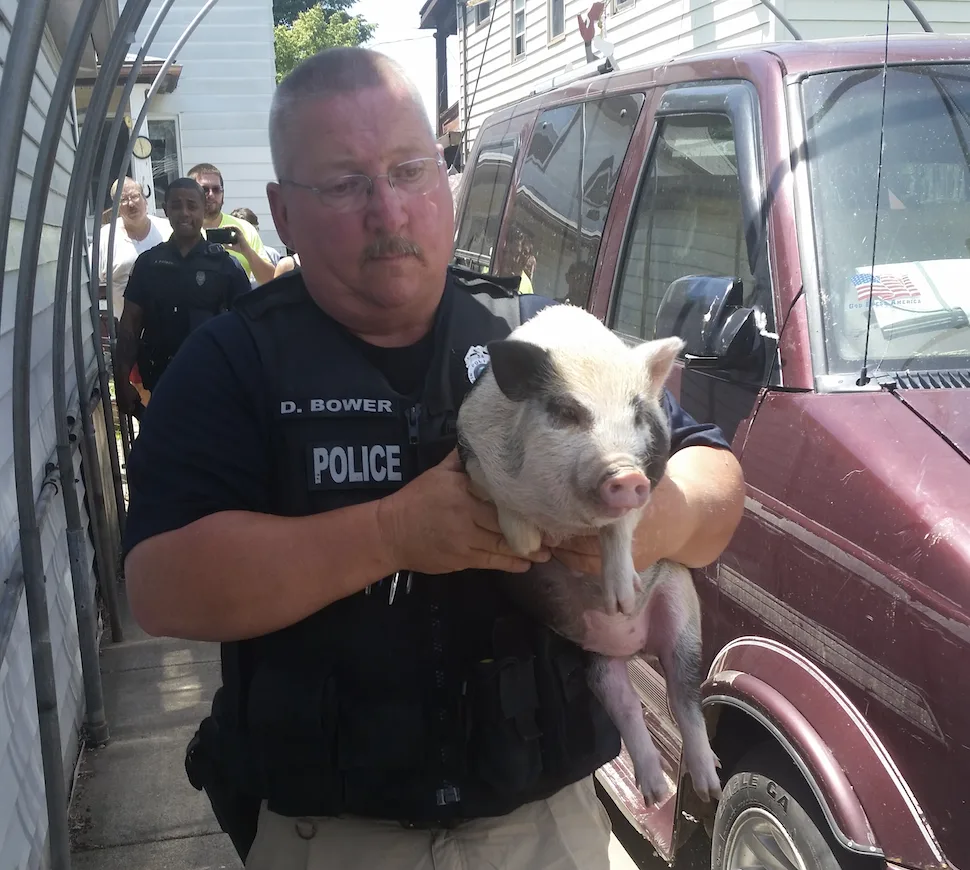 Perp-Walk of the Potbellied Pig