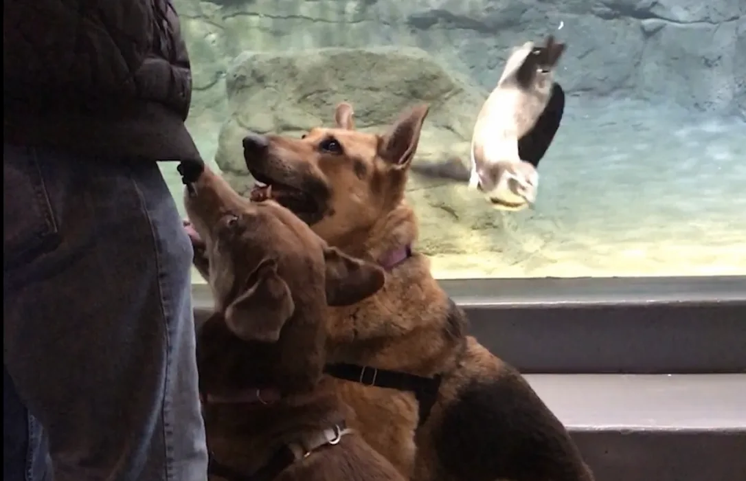 Niagara County SPCA Shelter Dogs Take Field Trip to Aquarium of Niagara
