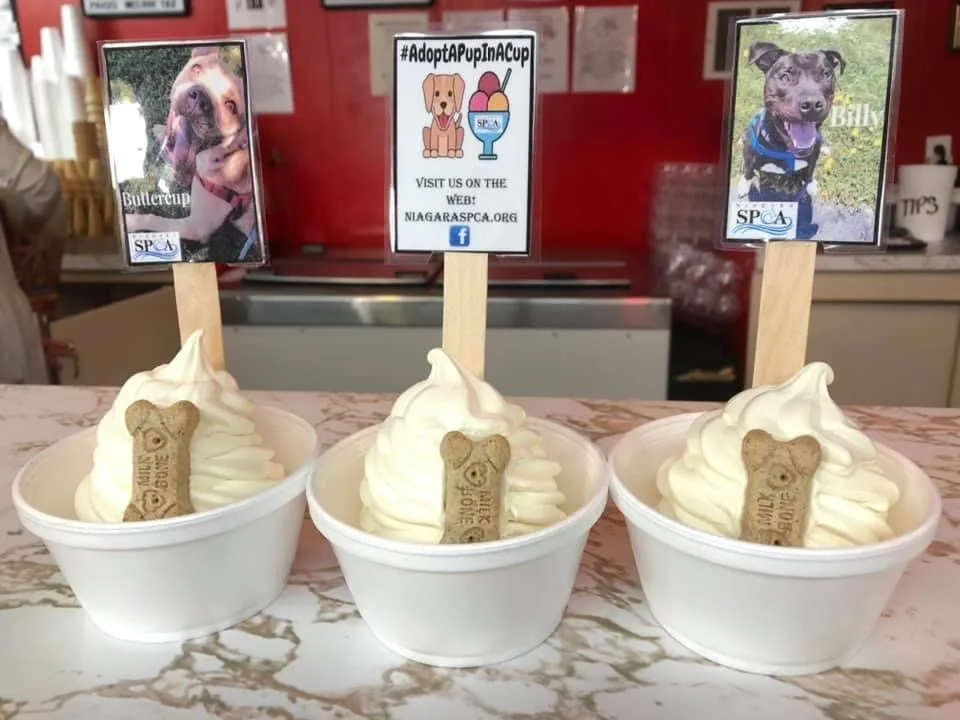 #AdoptAPupInACup: De Dee’s Dairy Puts Shelter Dogs in Ice Cream Cups to Help them Get Adopted