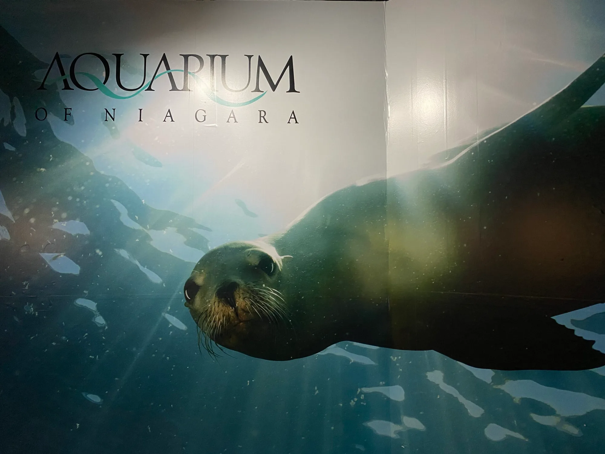 Aquarium of Niagara, a Must See Attraction, Continues to Upgrade Despite Pandemic