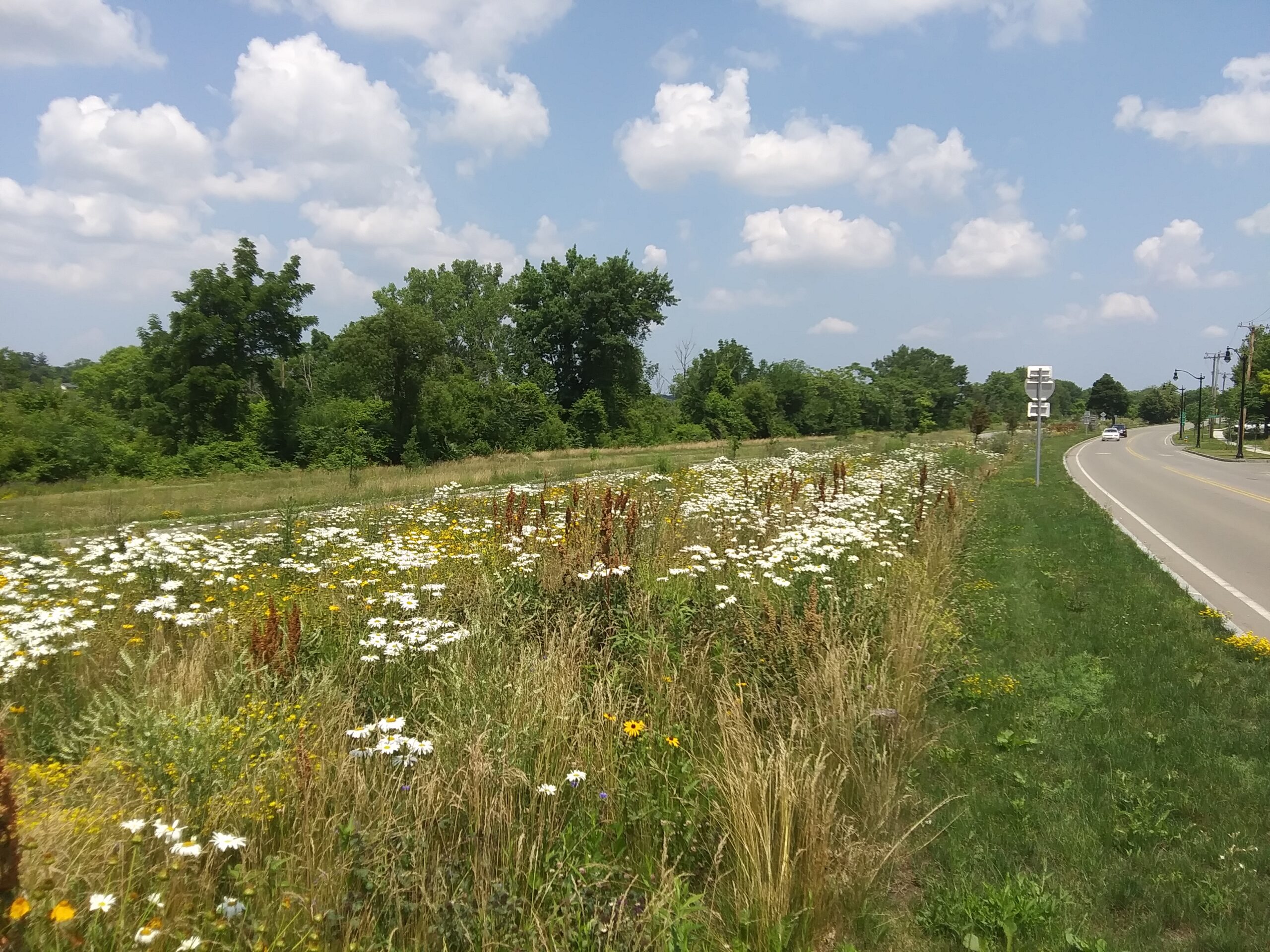Lovely Pollinator Meadows Proliferate along Niagara Gorge, thanks to No-Mow Policy