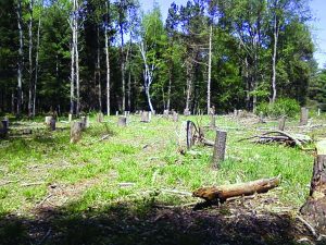 Stumps are all that remain of scores of trees that were sacrificed to build a wildly-expensive “Nature Center” at Letchworth. 
