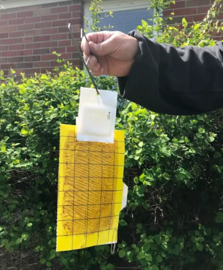 USDA Surveyors Are Placing Traps in Niagara County for European Cherry Fruit Fly