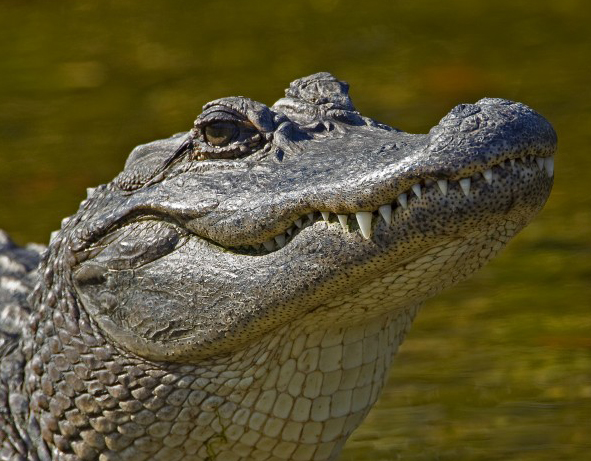 guy gator