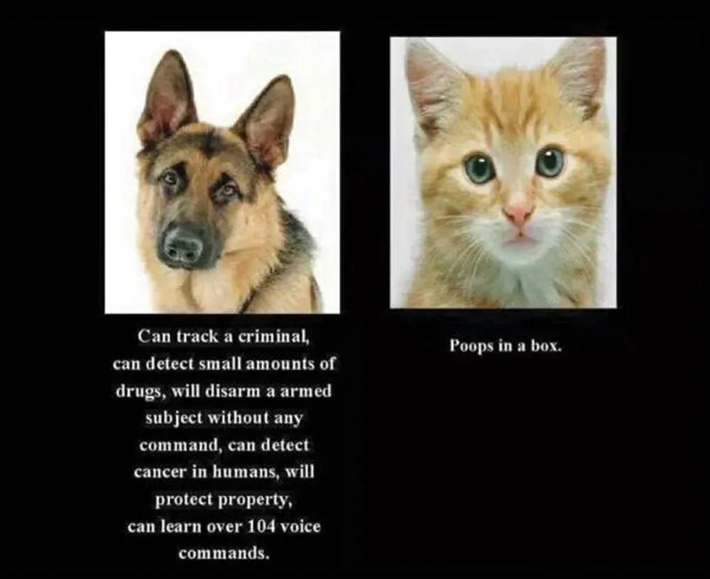 Grandinetti’s Cat-Hating Law Again Shot Down by City Council