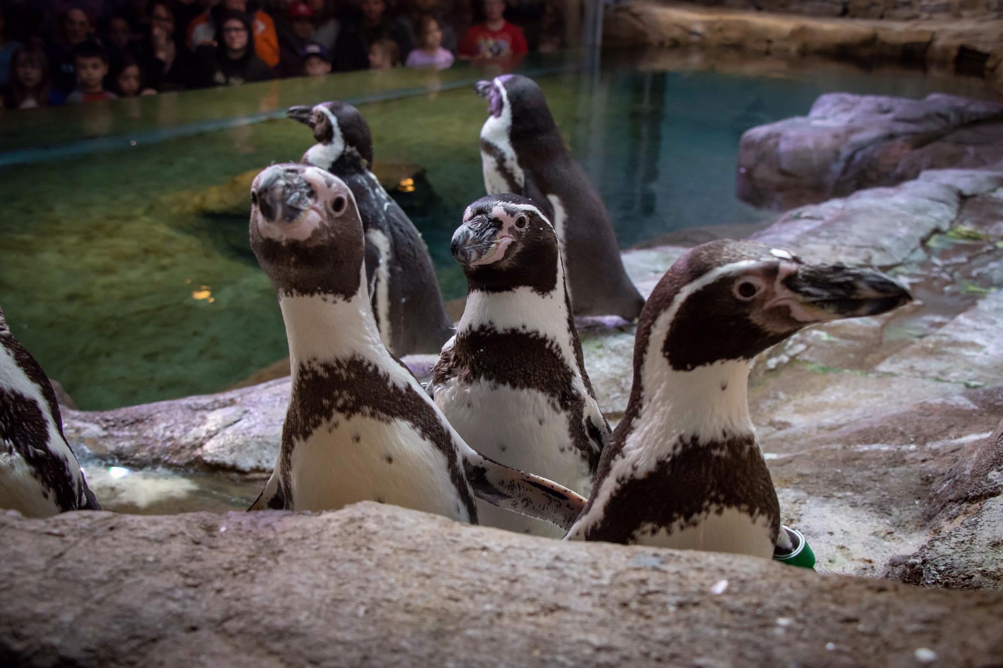 Aquarium of Niagara Says Goodbye to Beloved Penguin