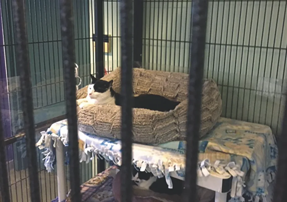 Cellino Leads Effort to Help Niagara SPCA Find Homes for Animals
